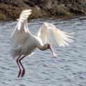 African Spoonbill.jpg